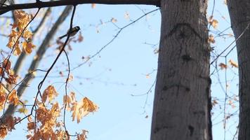 titmouse perched on a branch video