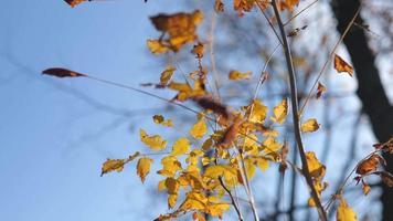 un' cespuglio con luminosa giallo le foglie video