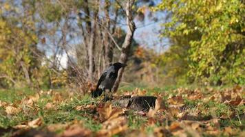 crow stands in autumn foliage video