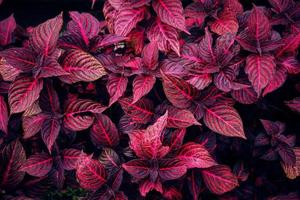 Black and red Iresine Herbstii leaf background. Red Bloodleaf Ornamental Plant. Red Leaves of plant garden close up. Flowering plant, amaranthaceae, unique red and black natural background. photo