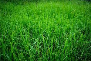 Fresh green grass field for nature and abstract background photo
