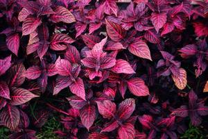 Black and red Iresine Herbstii leaf background. Red Bloodleaf Ornamental Plant. Red Leaves of plant garden close up. Flowering plant, amaranthaceae, unique red and black natural background. photo