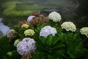 Bushes of hydrangea are pink, blue, violet, purple. Flowers are blooming in spring and summer in the garden. photo