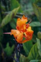 Canna or Canna lilies are one of the brightest summer bulbs - as vibrant as their tropical American ancestry. Fresh kana flower macro model photo