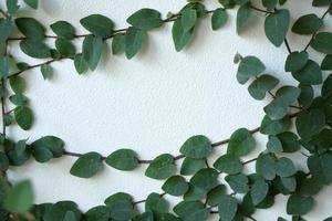 Tree background growing on the wall of the house photo