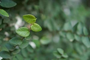 green leaf background natural beauty photo