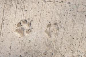 fondo de huellas de perro en el piso de cemento foto