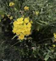 Landscape of a field of yellow rape flowers photo