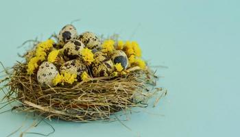 Spring Easter greeting card with quail eggs and flowers in a nest on a blue background. Healthy food. photo