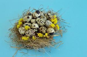 tarjeta de felicitación de pascua de primavera con huevos de codorniz en un nido sobre un fondo azul. comida sana. foto