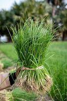 cebollas plantadas. las cebollas verdes crecen en dos semanas. foto