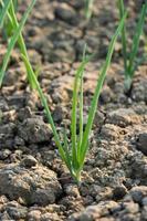 primer plano de la creciente plantación de cebolla en el huerto foto