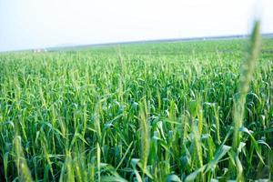 raw green wheat field photo