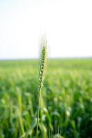 raw green wheat field photo