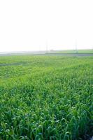 raw green wheat field photo