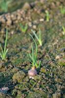 primer plano de la creciente plantación de cebolla en el huerto foto