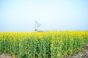 The mustard flower field is full of blooming. photo