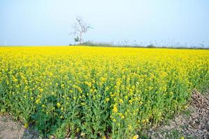 The mustard flower field is full of blooming. photo