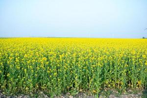 The mustard flower field is full of blooming. photo