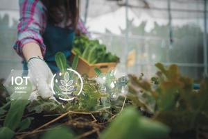 Woman farmer holding a fresh vegetable salad and checking vegetable for finding pest in an organic farm after using apps and internet of things IOT  for monitor, check, control for best performance. photo