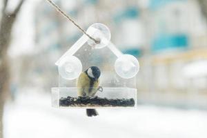 a tit sits and eats seeds from a transparent feeder on the window photo