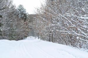 path covered with snow in the winter forest photo