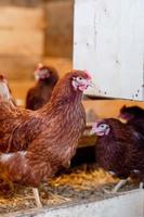 gallina roja en primer plano de gallinero. aves de corral para la cría en el pueblo foto