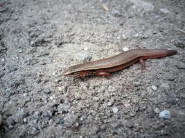 el nombre del lagarto bebé de indonesia es kadal caminando foto