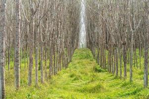 Growth rubber trees in rubber plantation with very little leaves in summer season in Thailand upcountry taken in pattern background design with walkway between row or line, Natural background texture photo