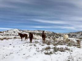 caballos salvajes en invierno foto