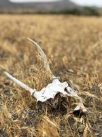 Animal skull in open country field photo
