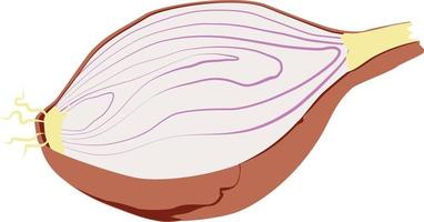 Slices of shallot vector