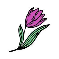 icono de vector de tulipán rosa. ilustración dibujada a mano aislada en blanco. flor de primavera de jardín con pétalos elegantes, hojas verdes venosas. garabato de plantas de temporada. clipart de dibujos animados simples para tarjetas, pegatinas, web