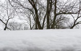 Trees Branches Covered in Snow Background photo