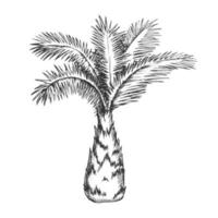 palmera sabal minor miami palmetto vector de tinta