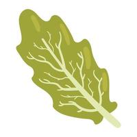 fresh lettuce vegetable vector