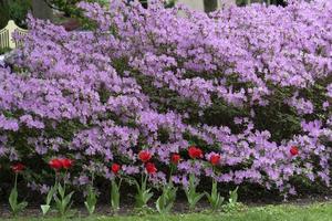 tulip blossom in baltimore sherwood gardens photo