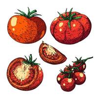 tomato red set sketch hand drawn vector