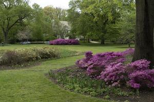 tulip blossom in baltimore sherwood gardens photo