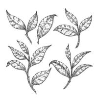 tea green leaf set sketch hand drawn vector