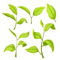tea green leaf set cartoon vector illustration