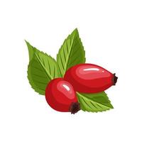 rosehip rose hip cartoon vector illustration