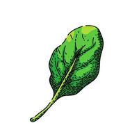 spinach leaf green sketch hand drawn vector
