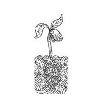hojas de plantas aparecieron boceto dibujado a mano vector