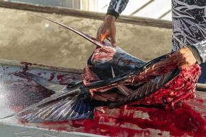 fisherman hands cutting a fresh marlin photo