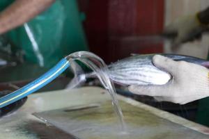 macho maldivas mano limpiando pescado en el mercado foto