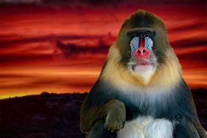 retrato de mono mandril sobre fondo rojo del cielo del atardecer foto