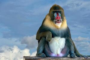 retrato de mono mandril sobre fondo de cielo foto