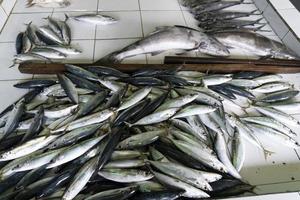 Male Maldives People buying at fish market photo