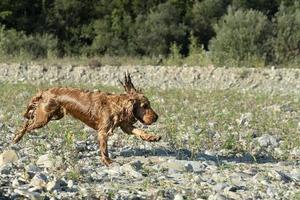 Cachorro feliz cocker spaniel en el río foto